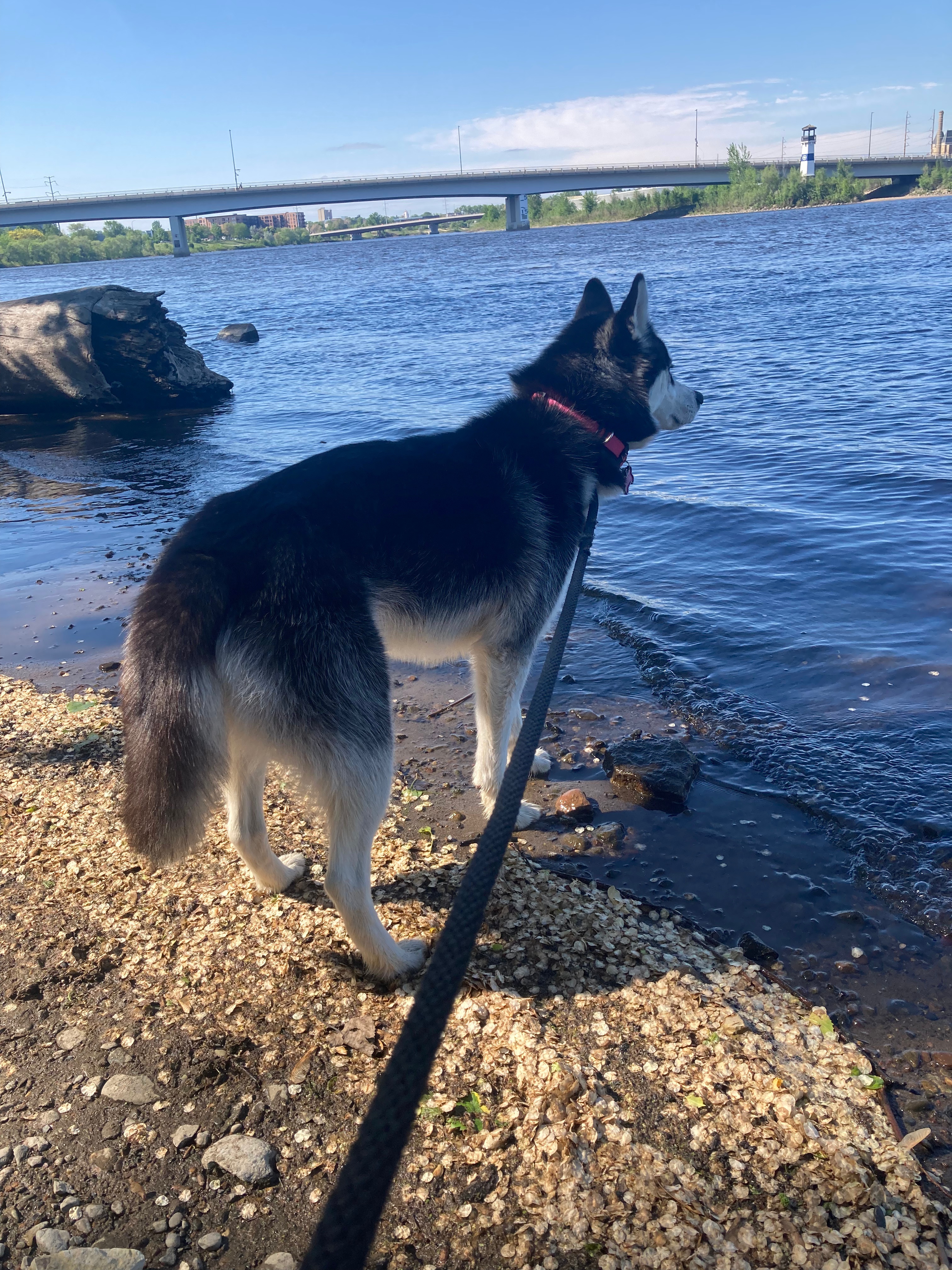 husky